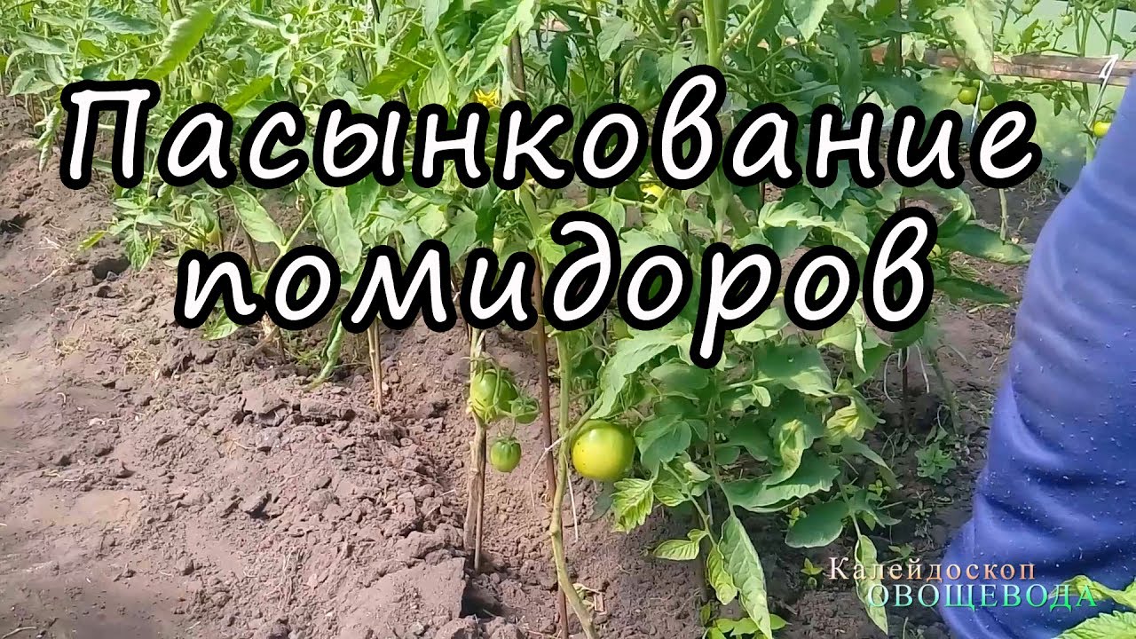 Помидоры москвич пасынкование
