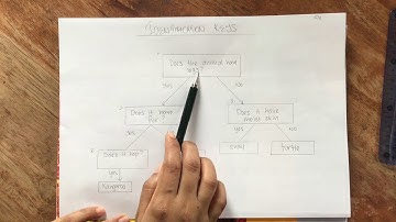 4th Grade Science - 13/04/20: Identification Keys