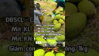 Gi Mt Gim Cn 10000 ngkg Gi Mt Thi Hm Nay Ngy 1852023