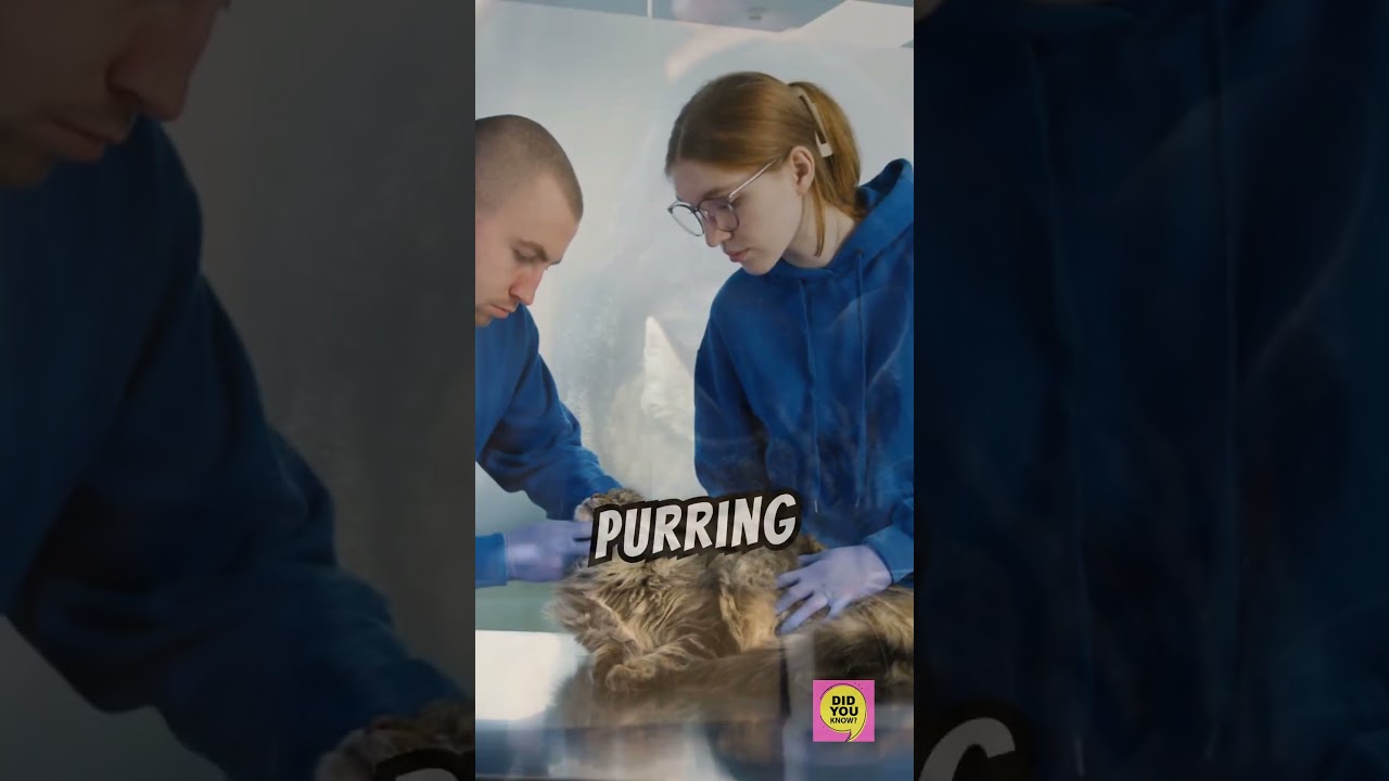 Unlocking the Secrets of Cat Communication