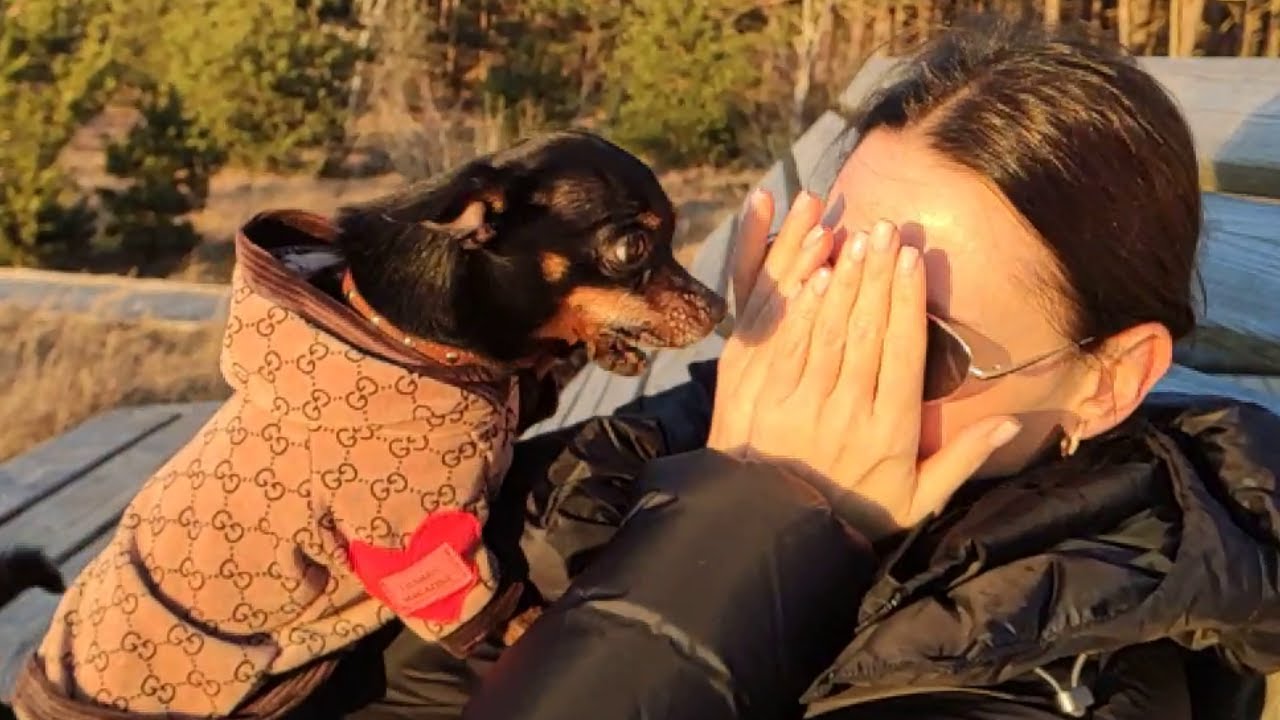 ❤️Dog|russian toy terrier|A riveting video: Tom and his master is a love story.