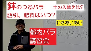 鉢のつるバラ 土の入れ替えは? 肥料の時期は?  お答えしてきました。都内バラ講習会です。