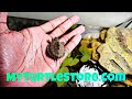 I bought a map turtle from myturtlestorecom full review tank setup  more