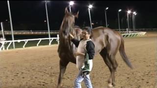 ASD   August 26, 2016   Race 7