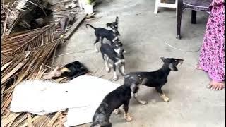 Kanni female puppy available ☎️8248468171