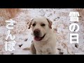 【雪の日2】恥ずかしい姿ありwwダッシュ、キャッチ、のんびりさんぽするラブラドール。