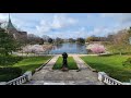 Cleveland cherry blossom walk live at university circle riding rta healthline april 4 2024 