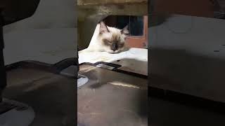 Loly #cat #kucing #subcriber