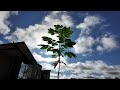 Anne Frank Sapling Dedication Quiz