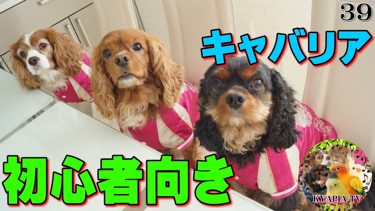 飼いやすい犬 初心者向きの犬 性格がいい犬 キャバリア多頭飼い 39 Cavalier King Charles Youtube