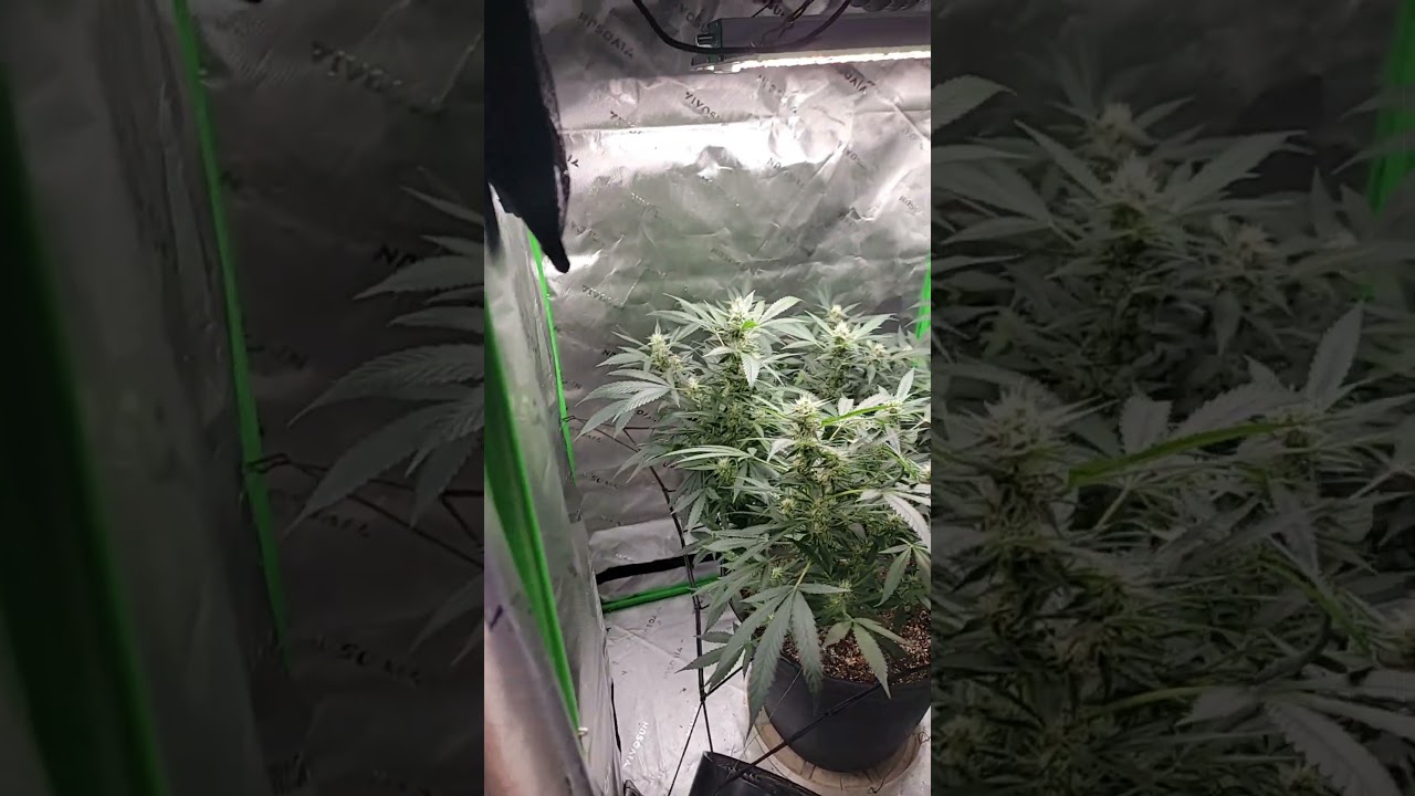 3 Grow tent setup 