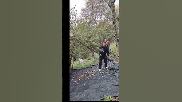 Smart Jujube Harvest Tool: Better Than Pole Beating #JujubeHarvest #FarmTech #TreeProtection