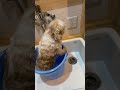 心を無にして乗り切る　#dog #シーズー