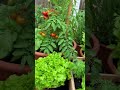 One small piece of bread transforms weak plants into thick green leaves