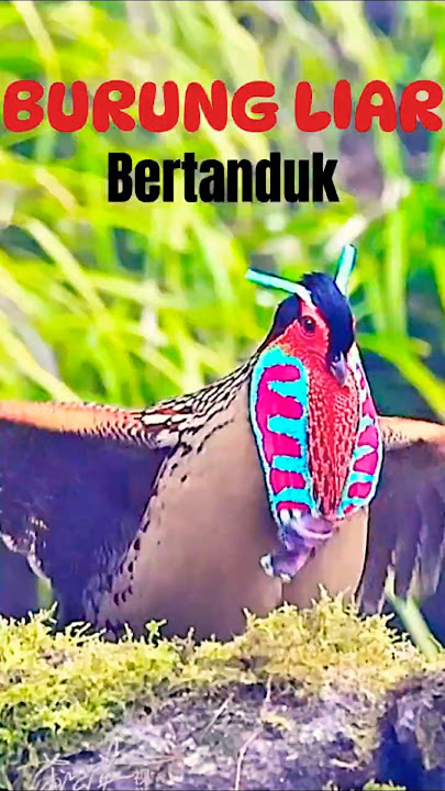 BURUNG LIAR TRAGOPAN CABOTI 😍 #shorts #burungjantan #birds #animals #trending