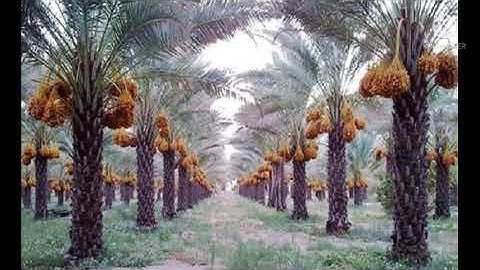 سورة مريم كاملة بصوت القارئ إياد مهرة سبحان الذي سخر له هذا الصوت العذب❤