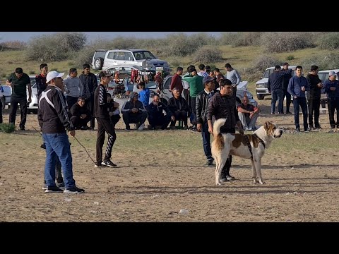 поле Талхан Ашхабад обзор Туркменских собак - Turkmen Alabay