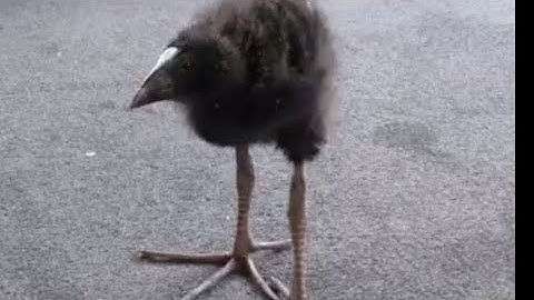 le epic cs crackhouse moments