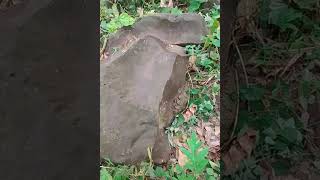 Frog Surface Trail Marker