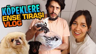 KÖPEKTEN NE KADAR TÜY ÇIKABİLİR Kİ ?  !! KÖPEK TIRAŞI VLOG