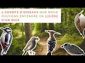 Apprendre les chants doiseaux  43  5 chants doiseaux en lisire dun bois