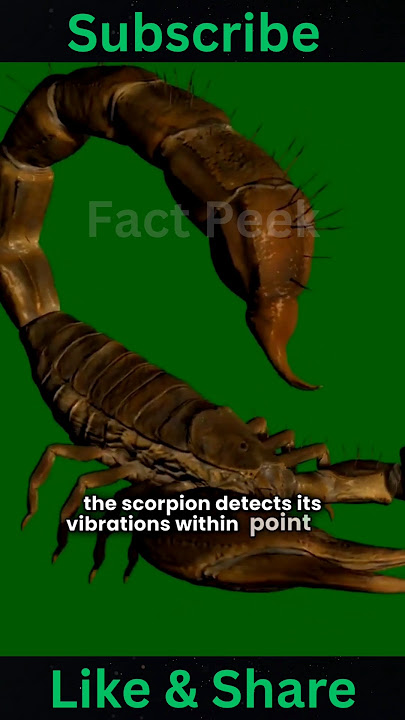'Bichchhoo Ka Zeher Aur Uski Ajeeb Adbhut Khaasiyat 🦂⚡ | Scorpion Facts, Venom, & Survival Secrets'