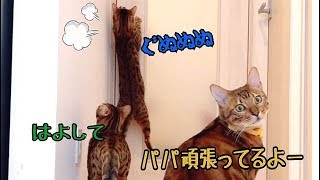 飼い主の所へ行きたくて必死にドアを開ける父猫が健気で可愛い