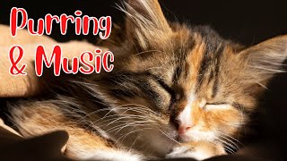 Cat Purr and Music for Stress Relief, Relaxation and Sleep by Cat Entertainment 722 views 1 year ago 1 hour