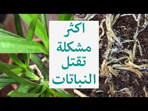 فيديو: ما هو تعفن جذور الأغاف: تعرف على مشاكل جذور نباتات الأغاف