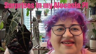 The Secret To Endless Alocasias? My Corm Propagation Journey May 2025 Amazonica
