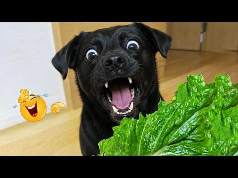New FUNNY DOGS That Will Make You Laugh To Tears 😂🐕 Best Funny Dog Compilation 2026