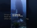 Transcription et Traduction Vidéo