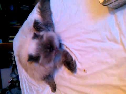 lick his anus Lilac fuschsia stretch lingerie