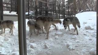 円山動物園 オオカミたちの個性~Wolf Pack at the Maruyama Zoo