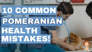картинка: 11 самых больших ошибок в уходе за померанским шпицем (виновны ли вы в них?)