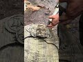 Nature’s Obsidian Gold: Hand-Carved 'Abundance' Tea Tray in Rare Buried Golden Phoebe