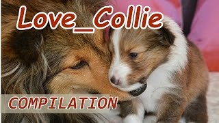 The COLLIE 🐾 dogs happy and joking. Compilation [see you] 2017 [HD] #petcarol #torodepalpite