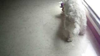 Westie Puppy Week 80 Explore 1