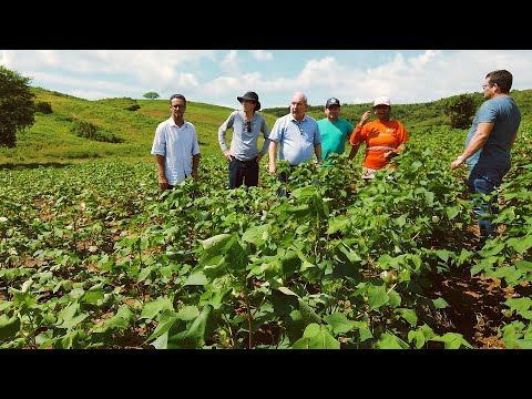 AGRICULTURA: Plantio de Algodão Orgânico 19 07 2022