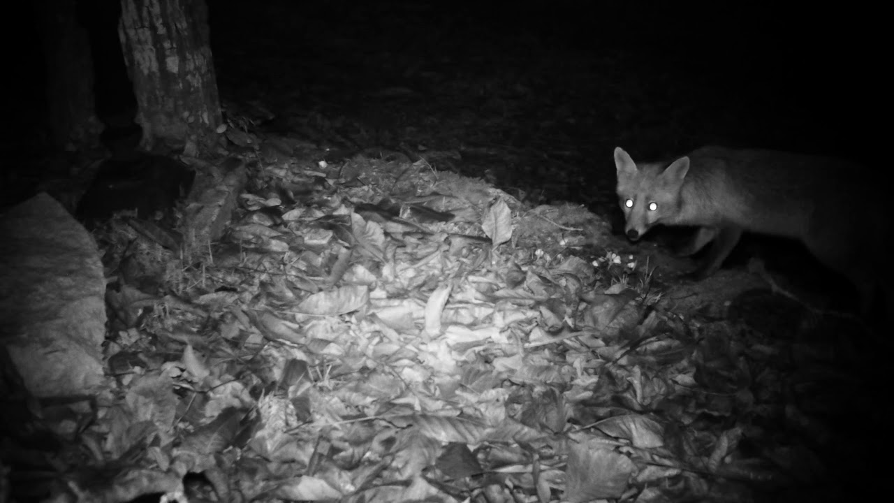 Vegan Fox ! Renards mangent des noix YouTube Vegan Fox ! Renards mangent des noix YouTube