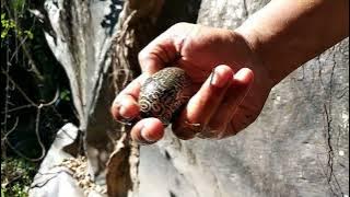 EPISODE 4 |Part 2| BERBURU TOMBAK & BESI KUNING dapatnya TELUR FULL RAJAH di Santong - Lombok Utara