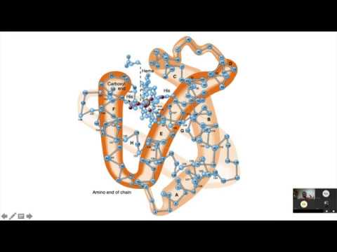 primary structure of protein download free