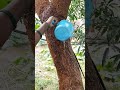 Removing termite from tree  termite problems shorts termite