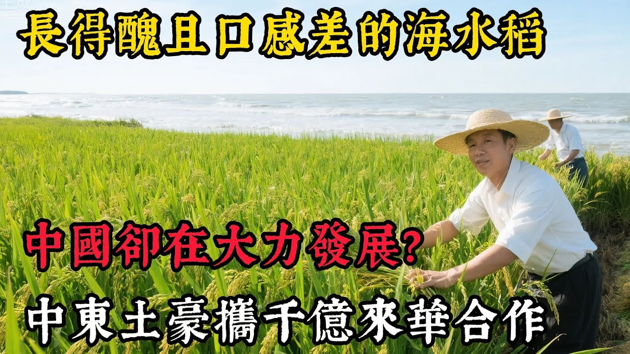 長得醜且口感差的海水稻，中國卻在大力發展？其背後隱藏啥真相？竟引得中東土豪攜千億來華合作！# 海水稻 #沙漠 #糧食