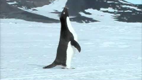 Adelie Penguin video 1