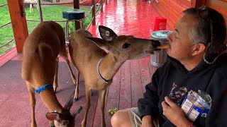 Lucy's Herd Update,  Mouth to Mouth Feeding June 4th