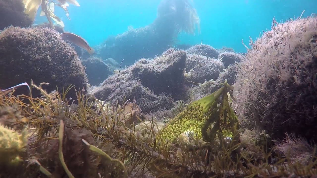 Sea Cave Kayaking YouTube
