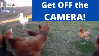 Chicken jumps on camera #Short