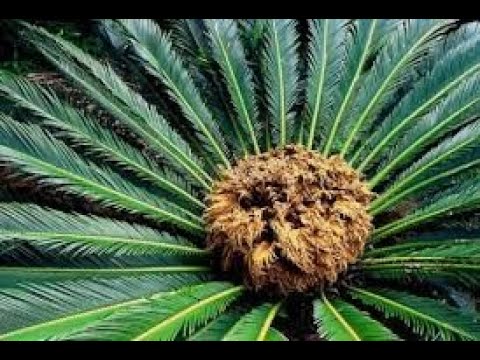 Exotic Canadian Garden in the Gulf Islands