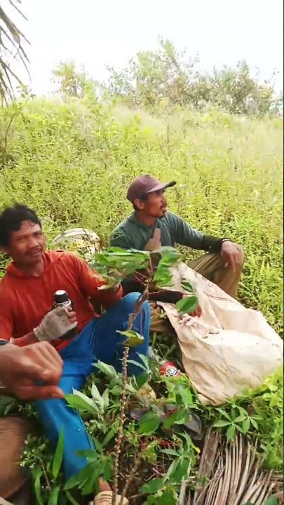 jo sambat to